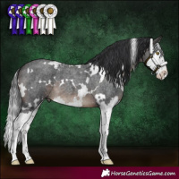 Horse Color:White Spotted Brown Roan Splash