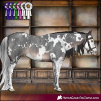 Horse Color:White Spotted Brown Roan Splash
