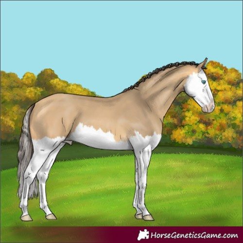 Horse Color:Amber Cream Champagne Splash 