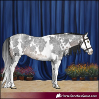 Horse Color:White Spotted Brown Roan Mushroom Splash