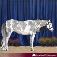 Horse Color:White Spotted Brown Roan Mushroom Splash