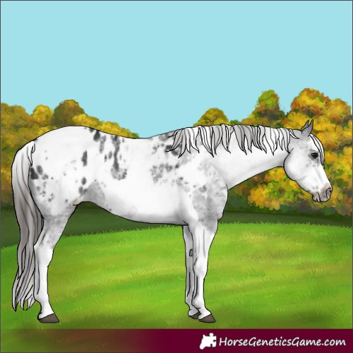 Horse Color:White Spotted Black Splash Tobiano Frame Blanket 