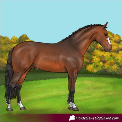 Horse Color:Bay 