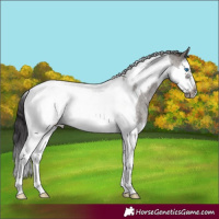 Horse Color:Smoky Grullo Roan Splash Tobiano Frame 