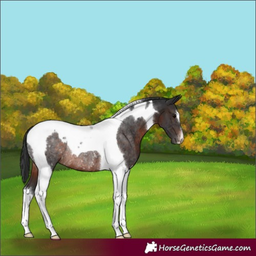 Horse Color:Brown Tobiano Appaloosa Rabicano 