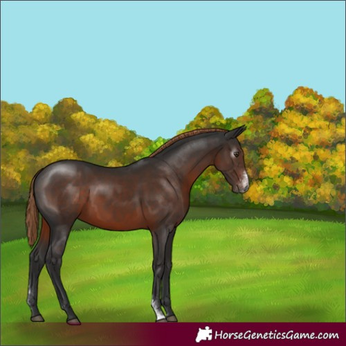 Horse Color:Gray Liver Chestnut Sabino Rabicano 