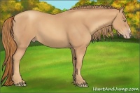 Horse Color:Gold Champagne 