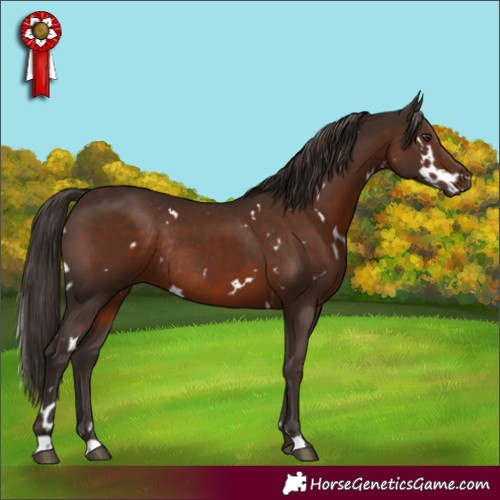 Horse Color:White Spotted Liver Chestnut Rabicano 