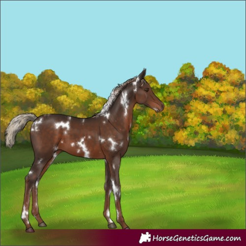 Horse Color:White Spotted Liver Chestnut 