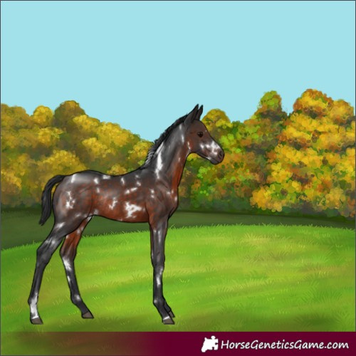 Horse Color:White Spotted Brown Rabicano 