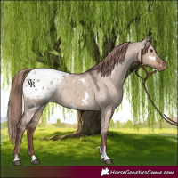 Horse Color:White Spotted Liver Red Dun Appaloosa Rabicano