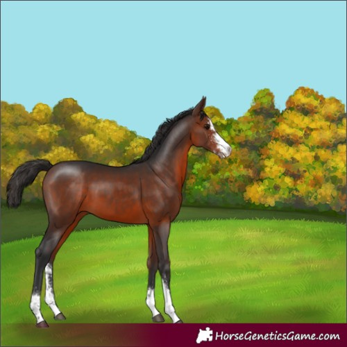 Horse Color:Bay Sabino 