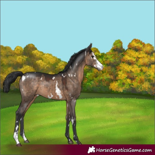 Horse Color:White Spotted Brown Dun Sabino Rabicano 