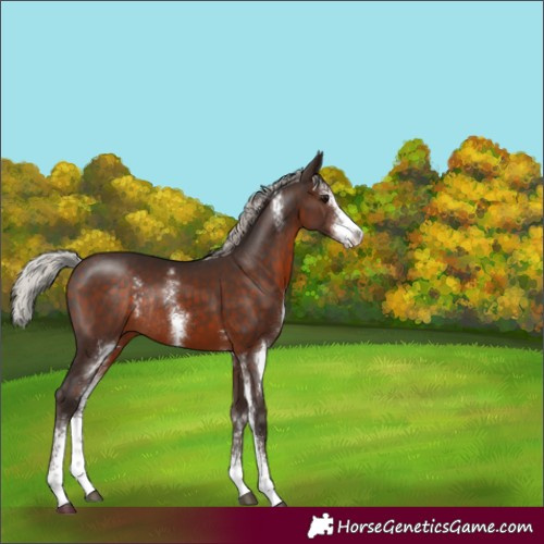 Horse Color:Silver Brown Sabino Rabicano 