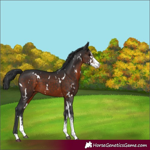 Horse Color:White Spotted Brown Sabino 