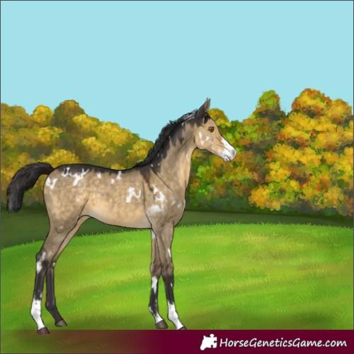 Horse Color:White Spotted Buckskin Dun Sabino 