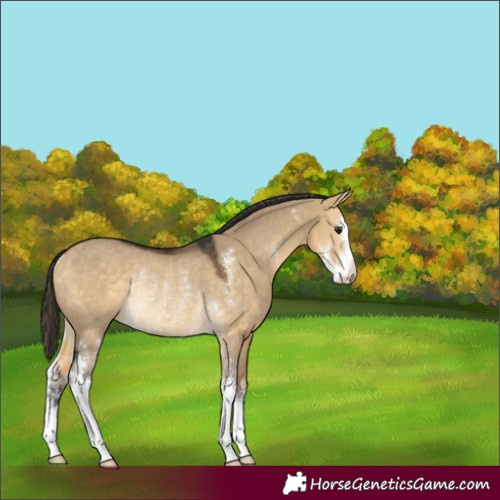 Horse Color:Buckskin Dun Sabino Rabicano 