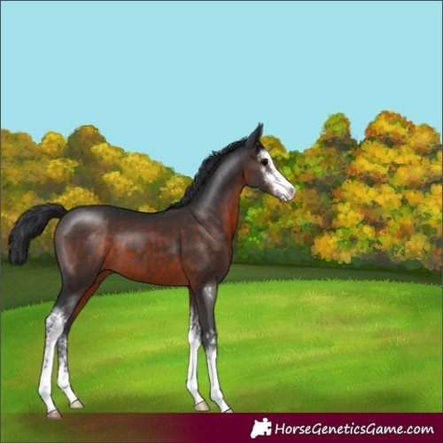 Horse Color:Brown Sabino 