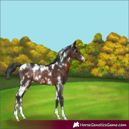 Horse Color:White Spotted Brown Rabicano 