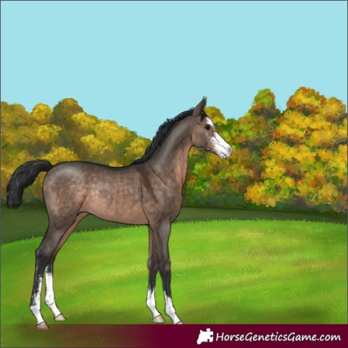 Horse Color:Brown Dun Sabino Rabicano 