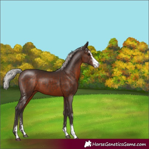 Horse Color:Silver Brown Sabino Rabicano 