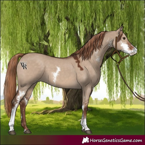 Horse Color:Liver Red Dun Sabino 