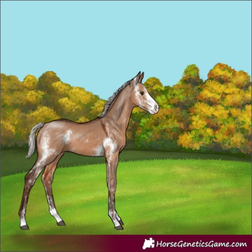 Horse Color:Silver Brown Dun Sabino 