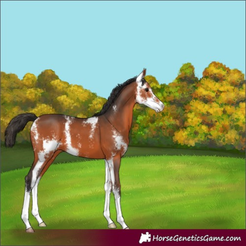 Horse Color:Bay Sabino 