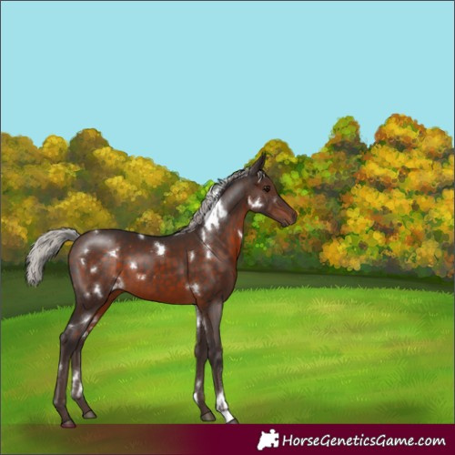 Horse Color:White Spotted Silver Brown 