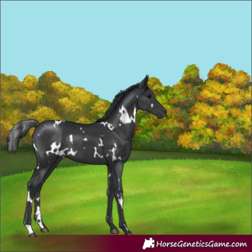 Horse Color:White Spotted Black 
