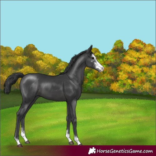 Horse Color:Black Sabino 