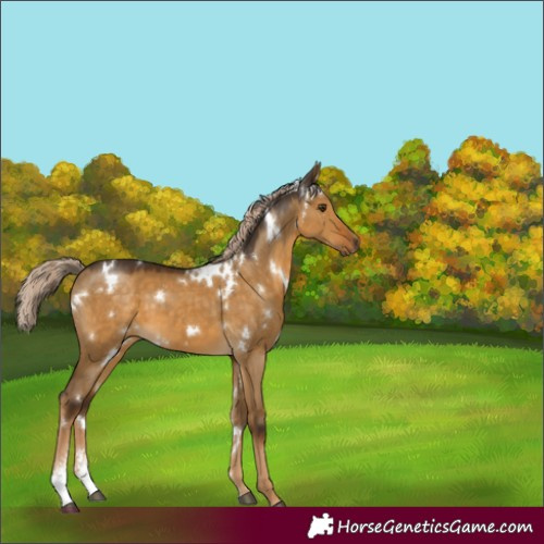 Horse Color:White Spotted Chocolate Palomino Dun Sabino 
