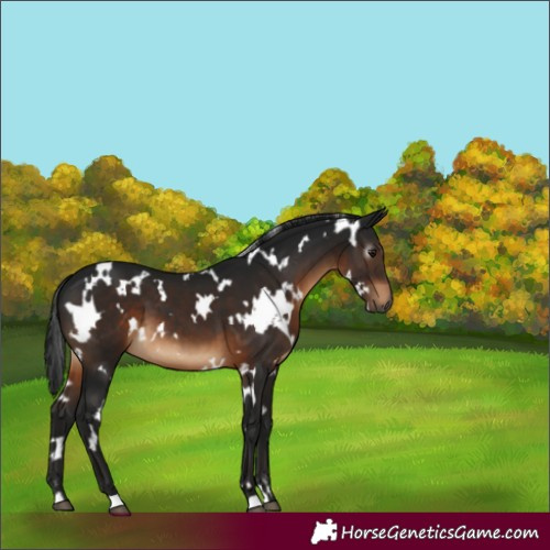 Horse Color:Gray White Spotted Brown 