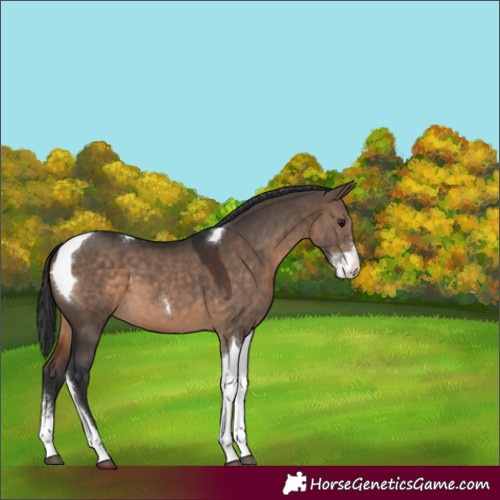 Horse Color:Brown Dun Sabino Tobiano