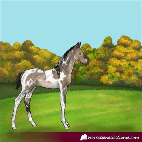 Horse Color:Gray White Spotted Brown Dun Mushroom Tobiano Rabicano 