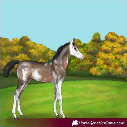 Horse Color:Brown Dun Sabino 
