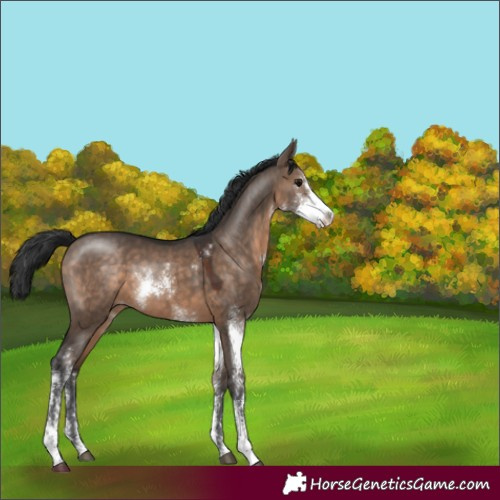 Horse Color:Brown Dun Sabino 