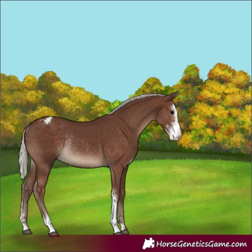 Horse Color:Silver Black Sabino Varnish Rabicano 