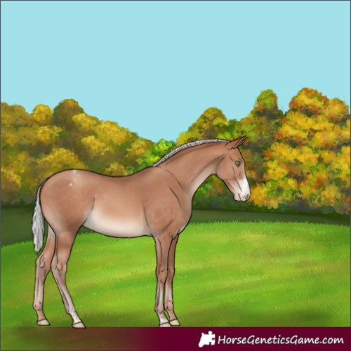 Horse Color:Silver Sable Champagne Sabino Varnish Rabicano 