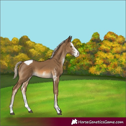 Horse Color:Chocolate Palomino Sabino Varnish Rabicano 