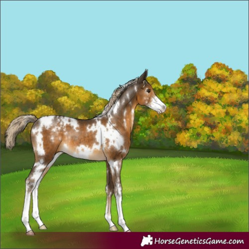 Horse Color:White Spotted Chocolate Palomino Sabino Varnish Rabicano 
