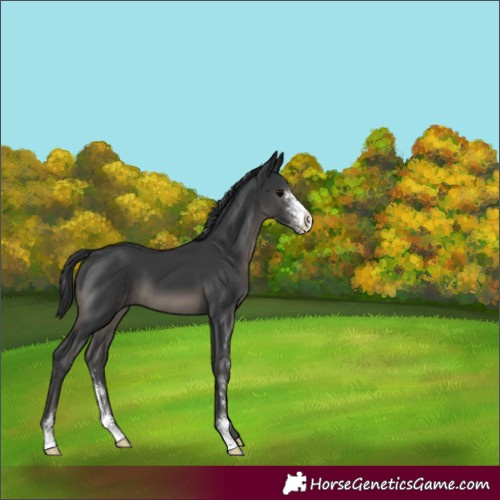 Horse Color:Black Sabino 