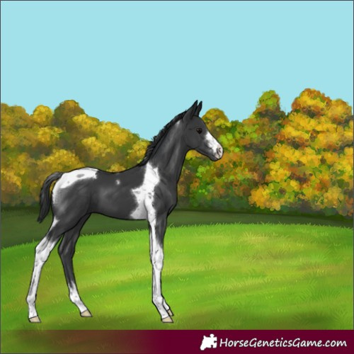 Horse Color:Black Tobiano 