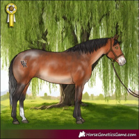 Horse Color:Bay Sabino