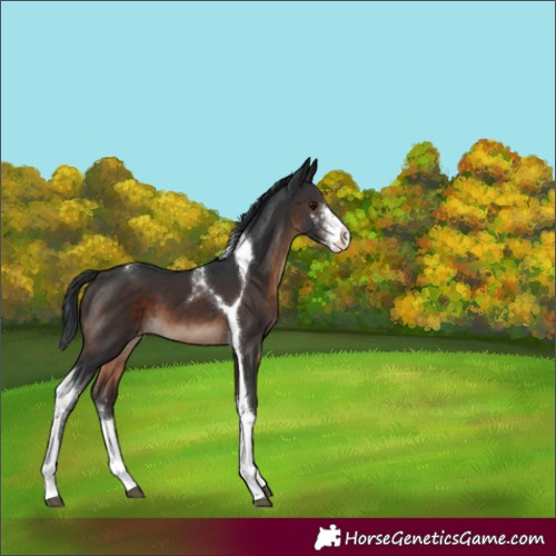 Horse Color:Brown Sabino Tobiano Varnish 