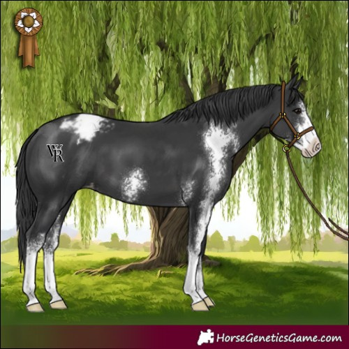 Horse Color:Black Sabino Appaloosa 