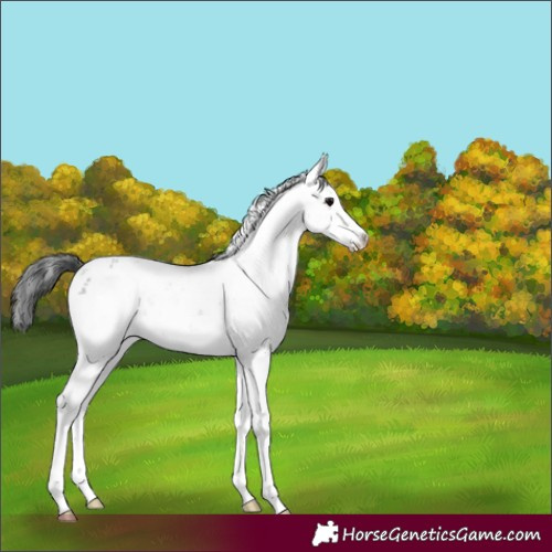 Horse Color:Black Sabino Appaloosa 
