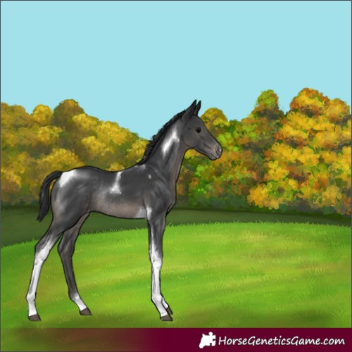 Horse Color:Black Tobiano Varnish Rabicano 