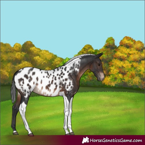 Horse Color:Brown Tobiano Near Leopard Rabicano 