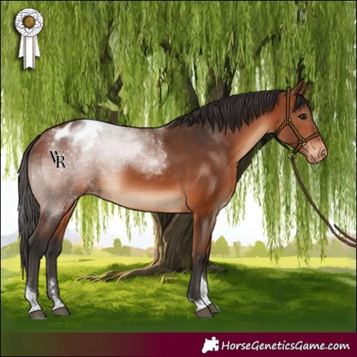 Horse Color:Bay Tobiano Varnish Rabicano 